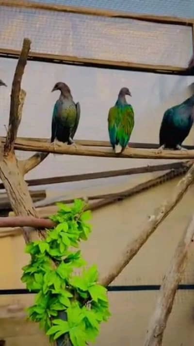 nicobar dove pair helthy and active for sale