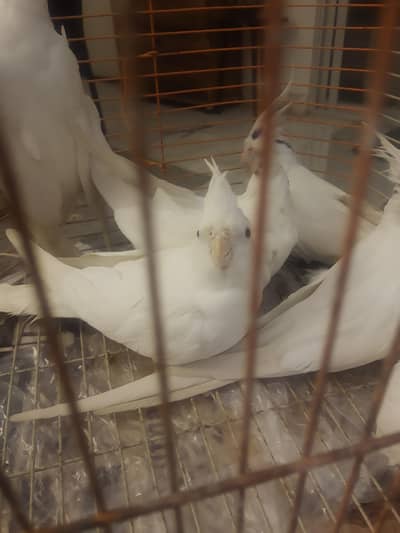 eno cockatiel female