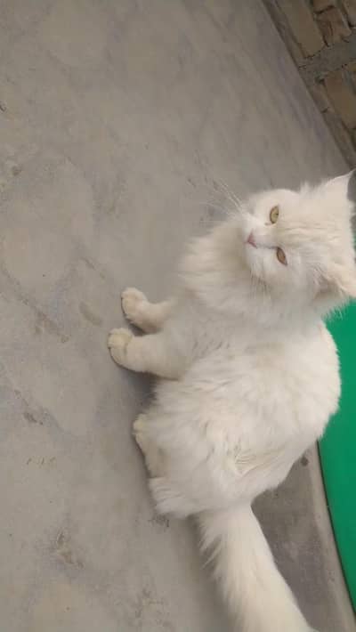 Pure White Persian Cat for Sale 