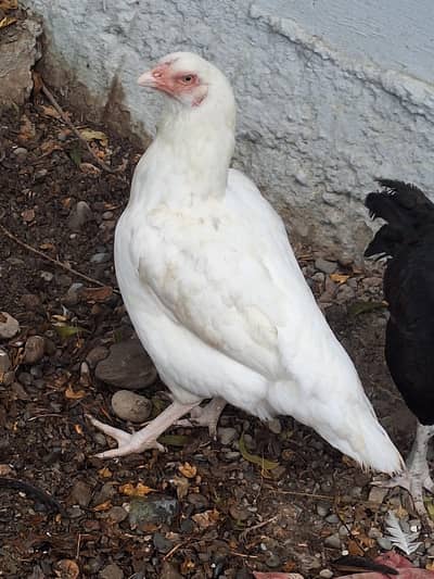 Heera aseel male and female  and cheena patha