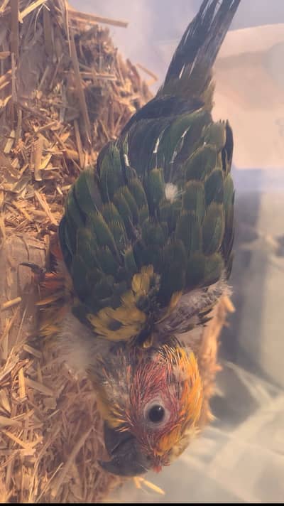 Sunconure chick hand feed