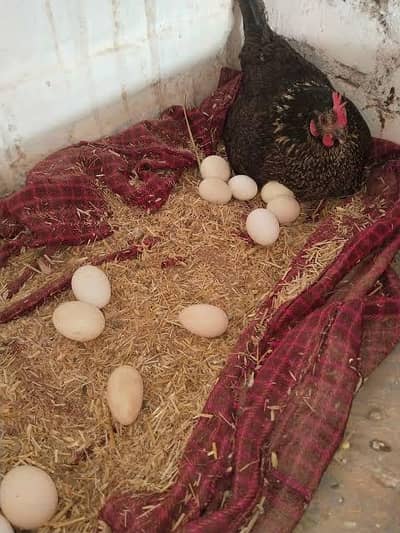 Hen Fertile Eggs