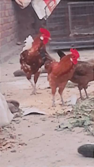 Desi lohmann misri murga hens mugri aseel hens active and healthy