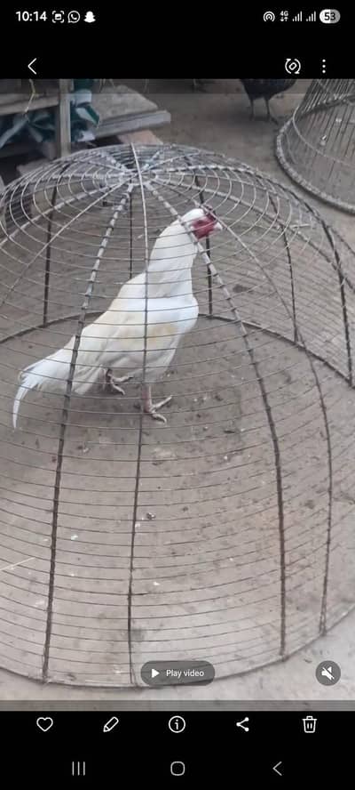 paper white aseel murga