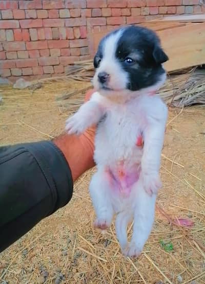 russian poodle 2 puppies