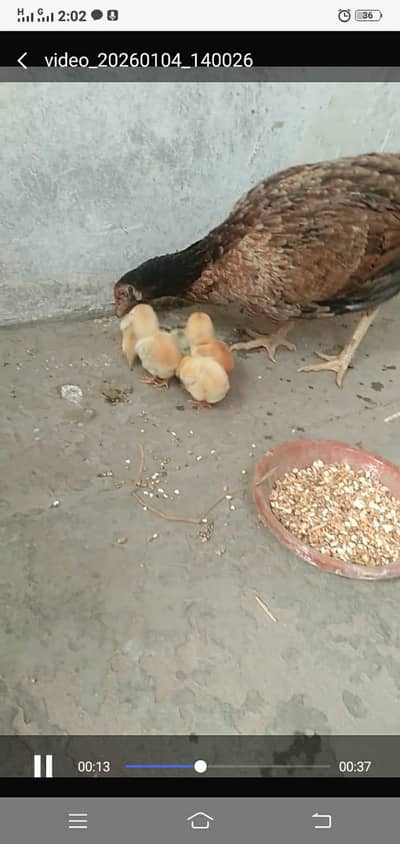 Hen with five assel chicks