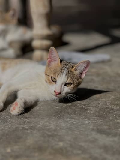 High Value Himalayan Whote Stripped Cat Breed