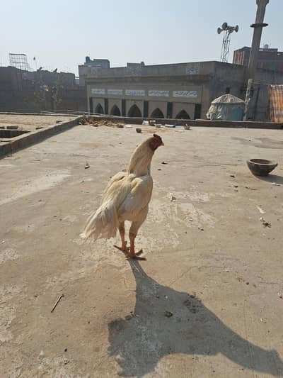 aseel heera paper white clour