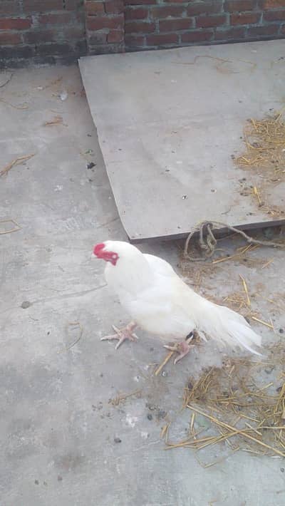 Aseel Heera | Heera white Aseel | Aseel Breeder | white Aseel