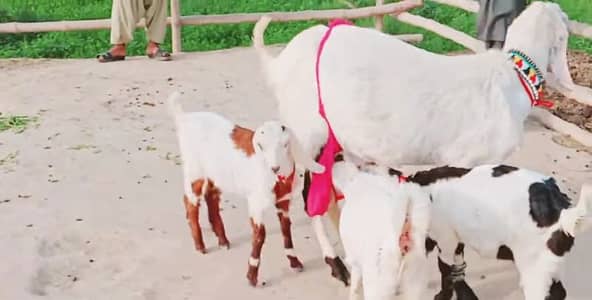 3 Bacchon Ka Sath Desi Bakri For Sale/ 03258956386