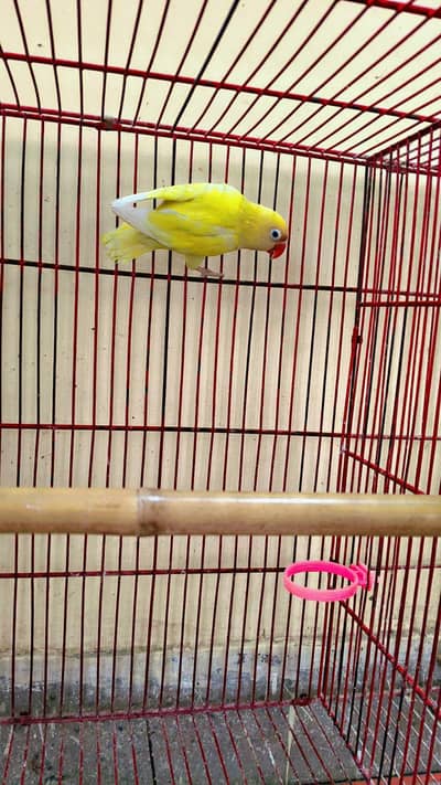 Pastelino Lovebird Female Confirm Breader