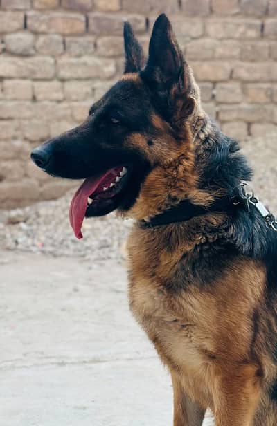 German shepherd female