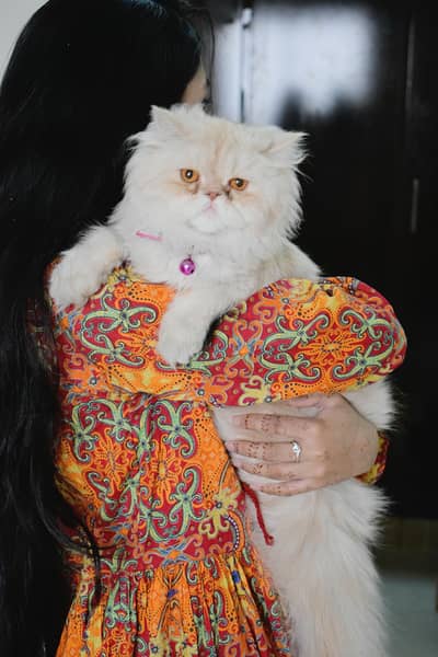 Persian Cat | Extreme Punch face