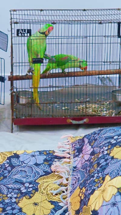 Alexander Raw parrot for Sale in Faisalabad