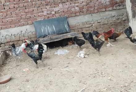 دیسی مرغے برائے فروخت