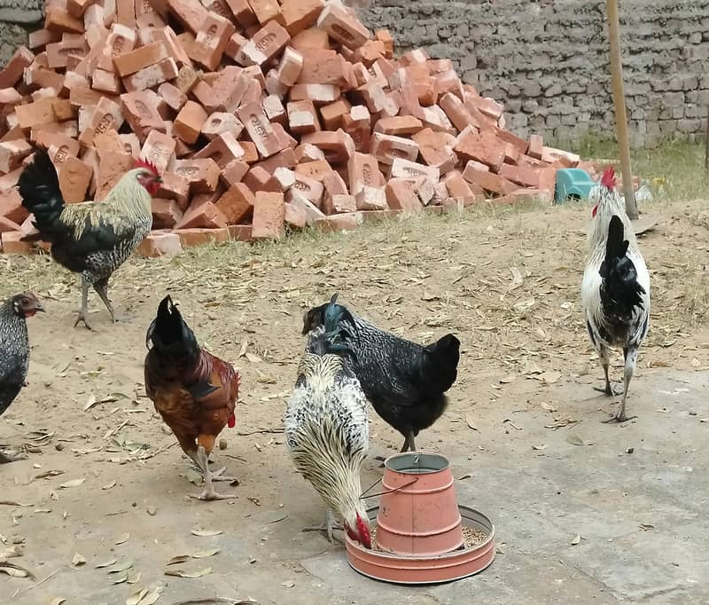 دیسی مرغے برائے فروخت 1