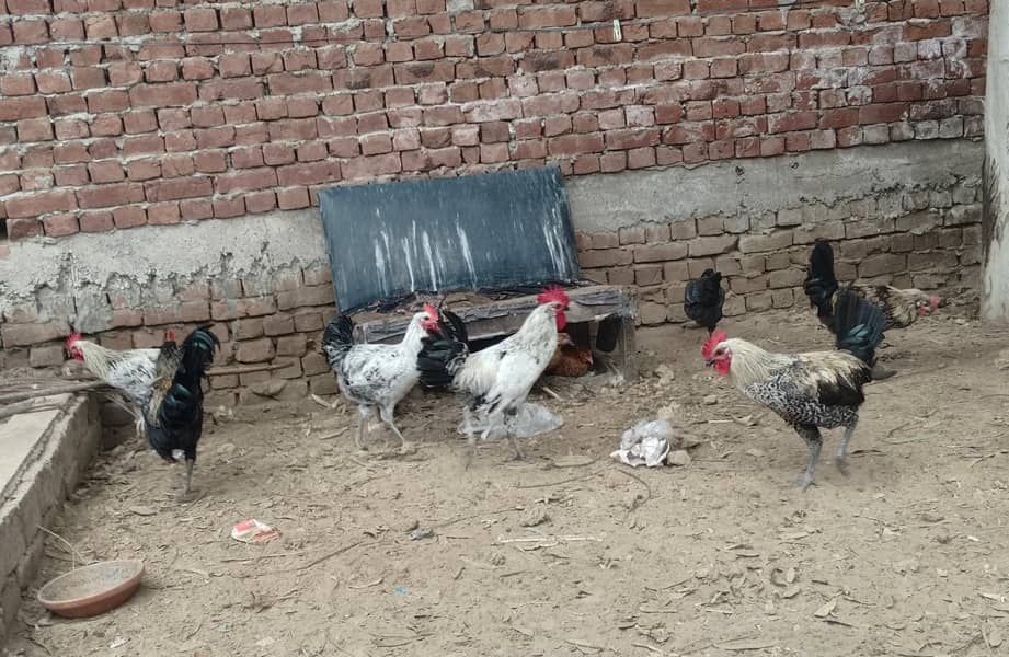 دیسی مرغے برائے فروخت 2
