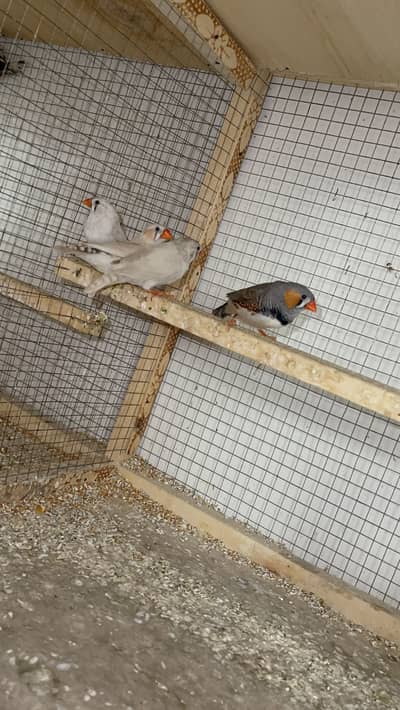Finches pair & Cage