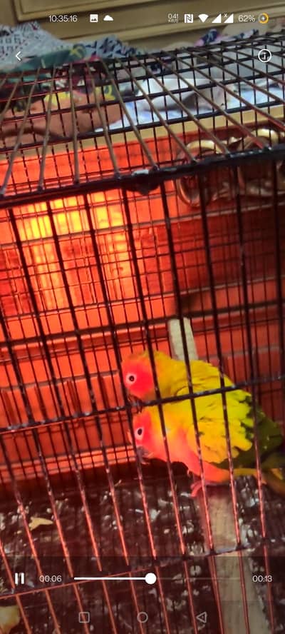 sun conure pair ready for breed with DNA reports