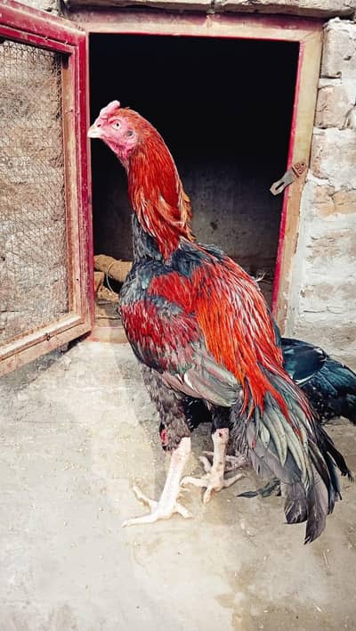 Aseel murga for sale