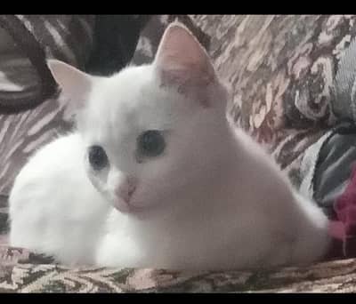 persian cat for sale