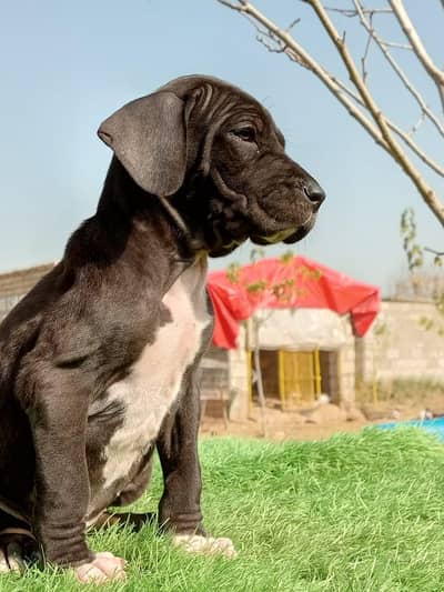 Khalis Desi Bully Kutta Puppies.