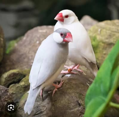 silver and white java breeder pair available