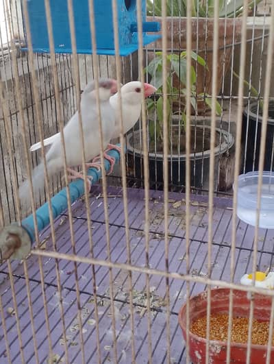 Lovebirds and Java birds Pairs with Free Cage and Nesting House