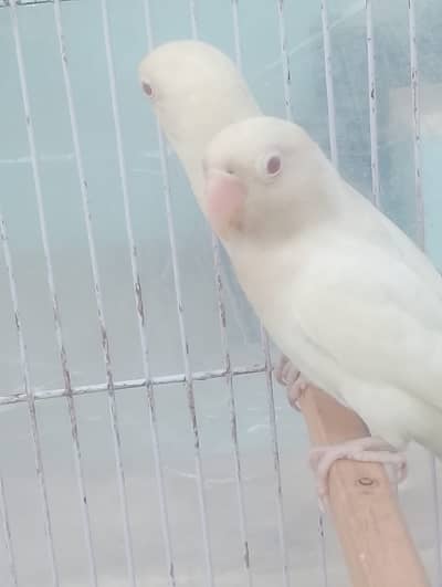 Lovebirds Pairs with Free Cage and Nesting House