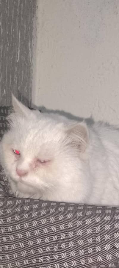 Persian cat white urgent sale