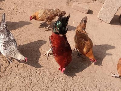Desi mesri hens