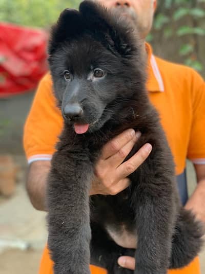 Gsd pridigree female for sale