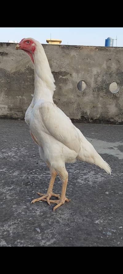 pure O shamo White Female