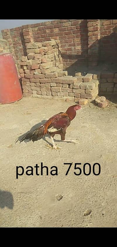 hiaseel sindhi patha or aseel mianwali breeder pair for sale