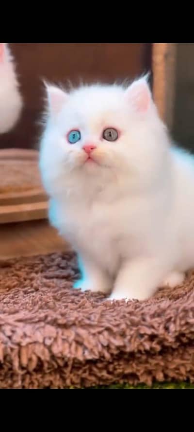 pure Persian cat odii eyes are vaccinated triple coted