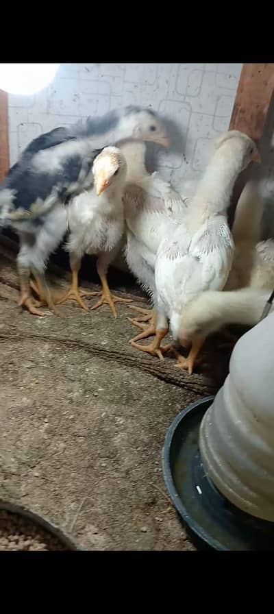 PURE JAPANESE WHITE SHAMO CHICK'S