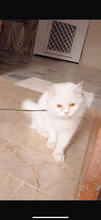 14 months female available for sale