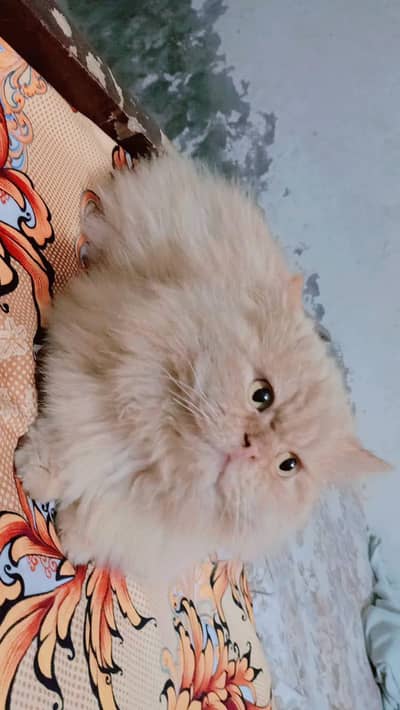 Persianmale cat