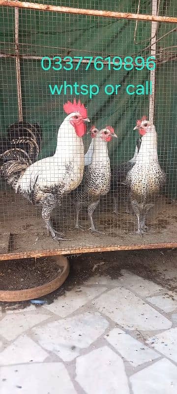 Top Quality fayuomi eggs fresh & fertile avalible