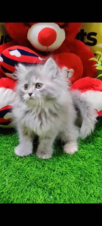 Persian cat triple coated and littler ternd