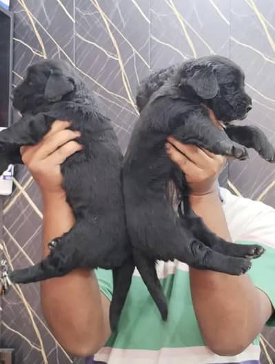 Labrador puppy male 03262282004 WhatsApp