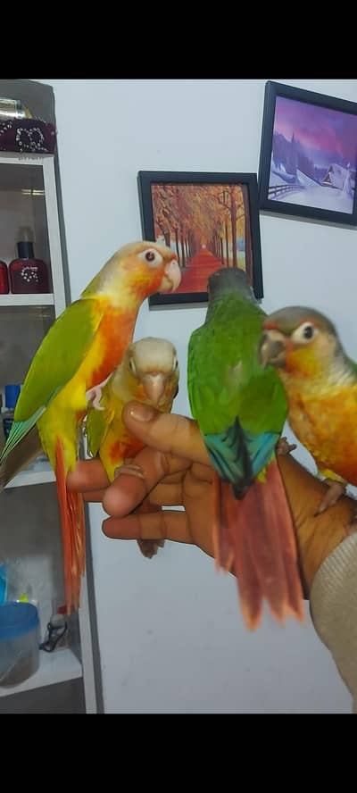 pineapple conure and yellow sided conure  hand tamed