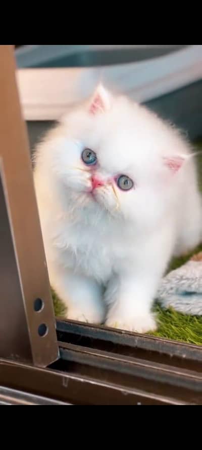 Persian cat white colour vaccinated triple long coted