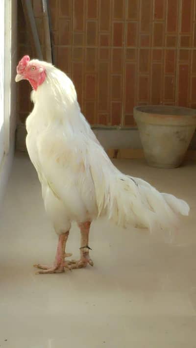 first come first avail