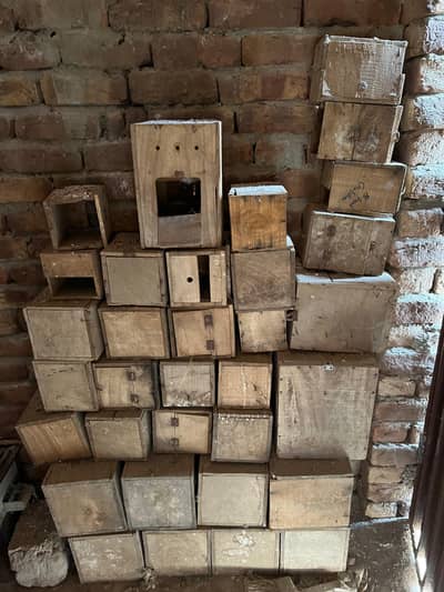 Birds boxes for sale