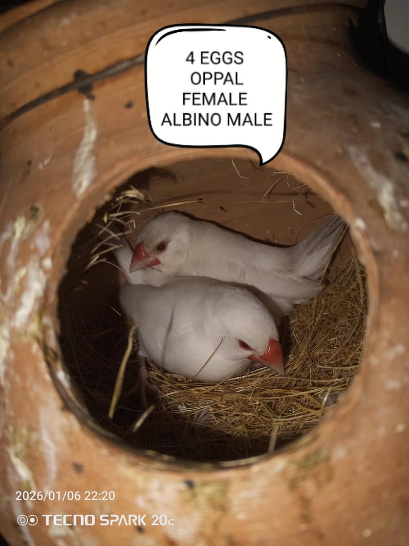 JAVA BREEDER PAIRS 1