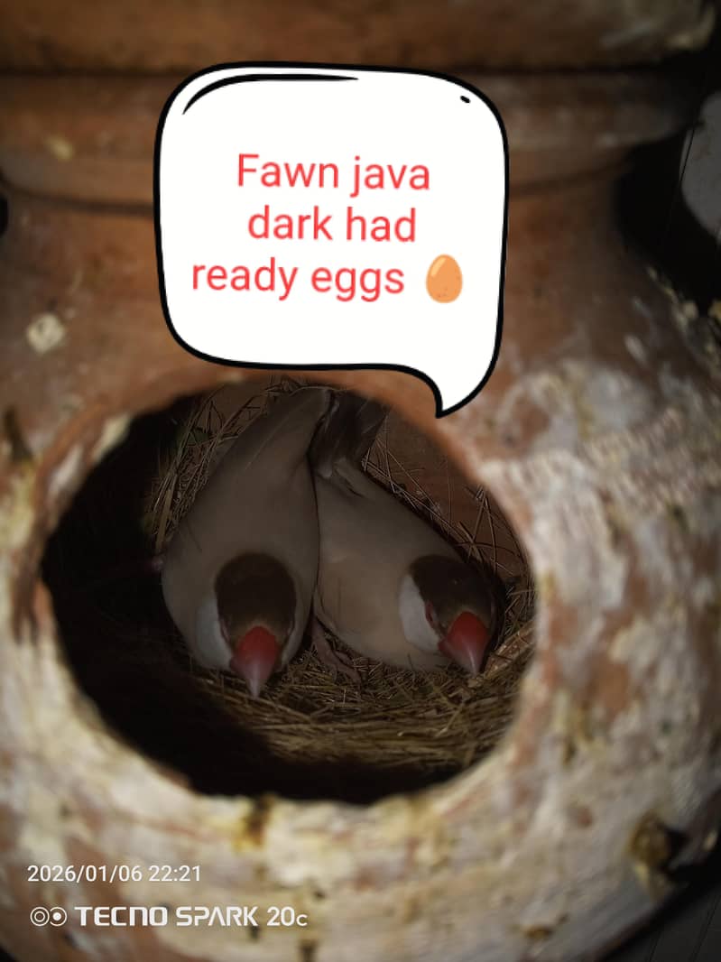 JAVA BREEDER PAIRS 3