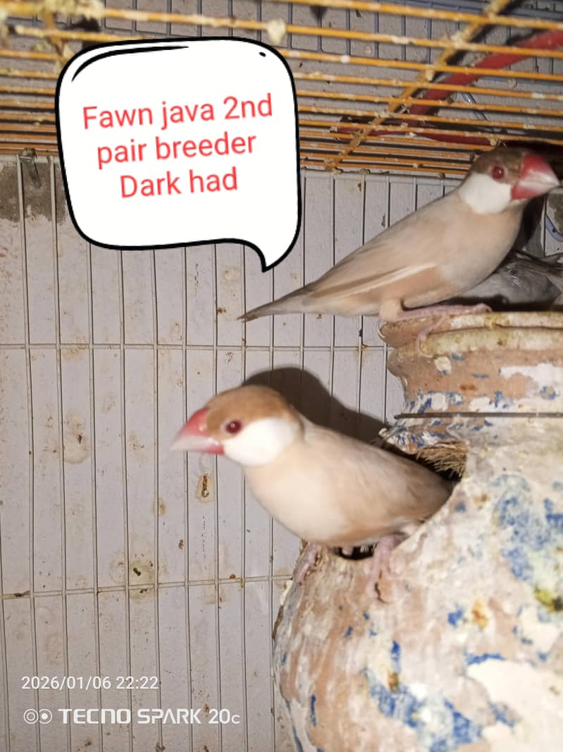 JAVA BREEDER PAIRS 4