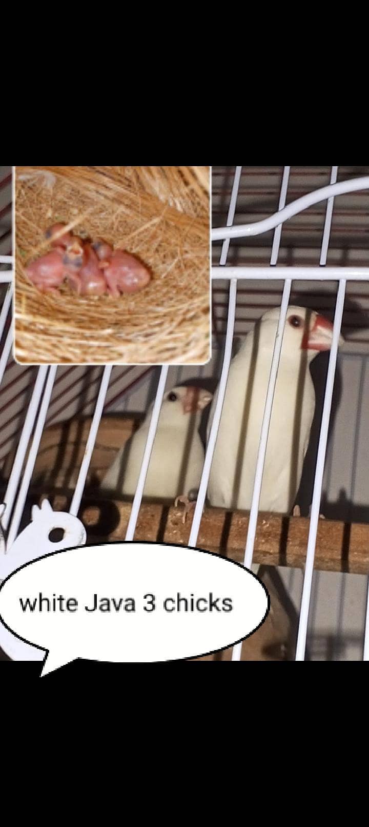 JAVA BREEDER PAIRS 5