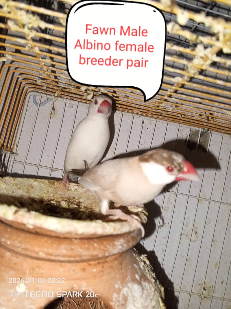 JAVA BREEDER PAIRS 6